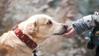 Exigeons des sanctions effectives pour les auteurs de maltraitance animale
