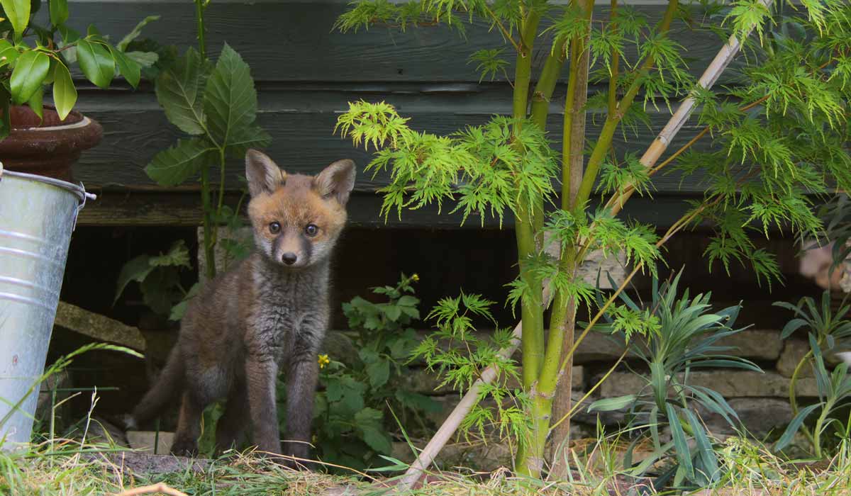 “La vie secrète des jardins britanniques” : les péripéties palpitantes de la faune sauvage au fil des saisons “La vie secrète des jardins britanniques” : les péripéties palpitantes de la faune sauvage au fil des saisons