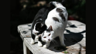 Les associations sans refuge, qu’est-ce que c’est ?