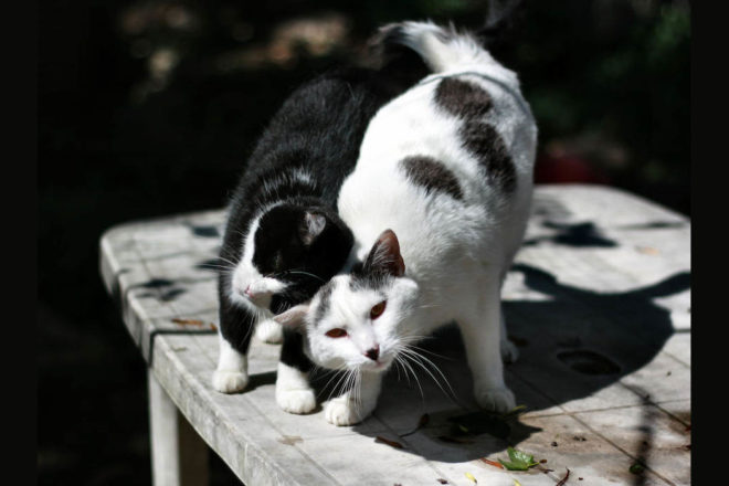 Les associations sans refuge, qu’est-ce que c’est ?