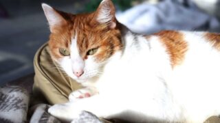 Le comportementaliste pour chat