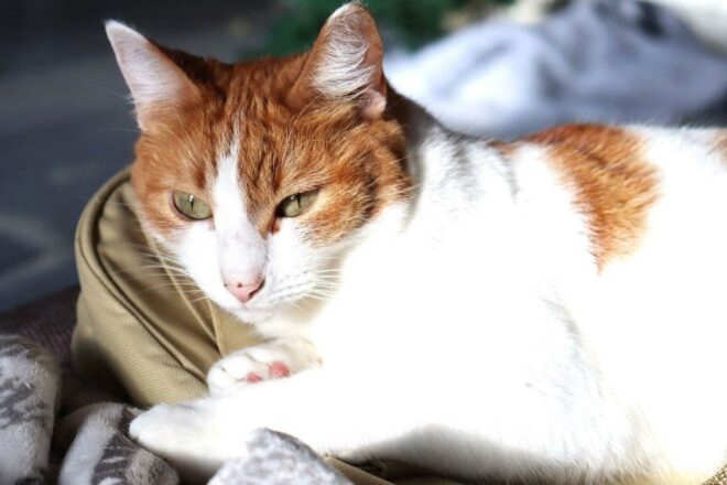 Le comportementaliste pour chat