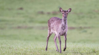 Cerfs sika échappés : c’est déjà arrivé ! 