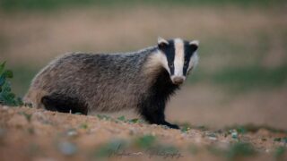 J-3 avant la Journée Mondiale des Blaireaux