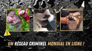 Des réseaux criminels de torture d’animaux prospèrent en ligne, un fléau mondial dans l’indifférence des autorités. Les vidéos sortent ! 