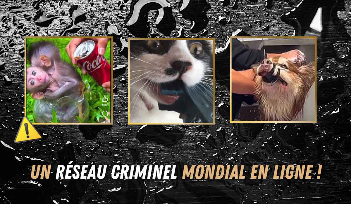 Des réseaux criminels de torture d’animaux prospèrent en ligne, un fléau mondial dans l’indifférence des autorités. Les vidéos sortent ! 