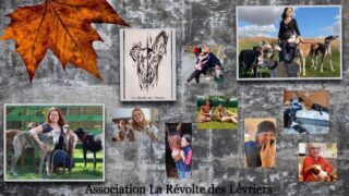 Association La Révolte des Lévriers   