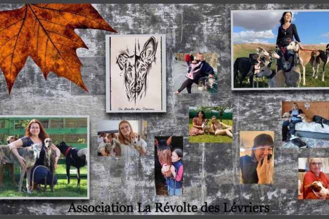 Association La Révolte des Lévriers   