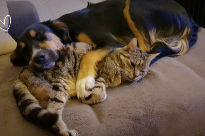 L’association France Petsitters : une communauté engagée pour les professionnels du Petsitting