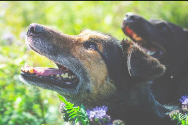 Appel à la solidarité – Mécènes, donateurs, bénévoles