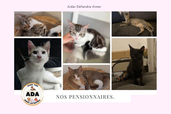 Association Aider Défendre Aimer