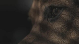 Une nouvelle association: Bienveillance Animale PACA  