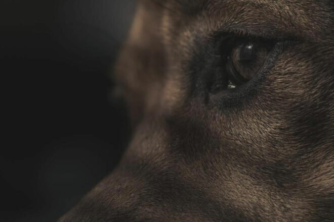 Une nouvelle association: Bienveillance Animale PACA  