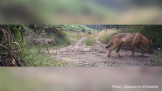 Cri de ralliement de One Voice : tous à Tulle ce 14 mai pour Milo et Mina, le couple de loups !
