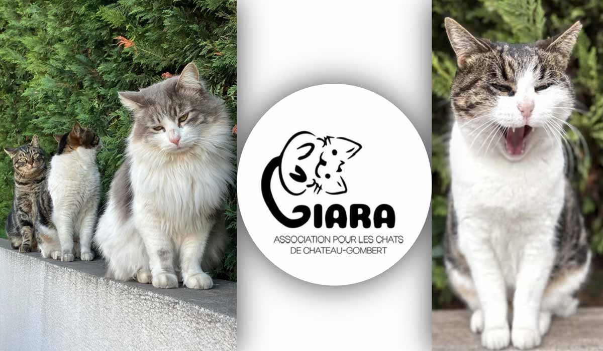Association Ciara 1€ pour sauver les chats !