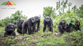 Sauver nos cousins chimpanzés c’est sauver l’humanité