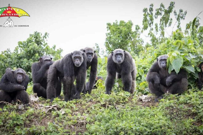 Sauver nos cousins chimpanzés c’est sauver l’humanité