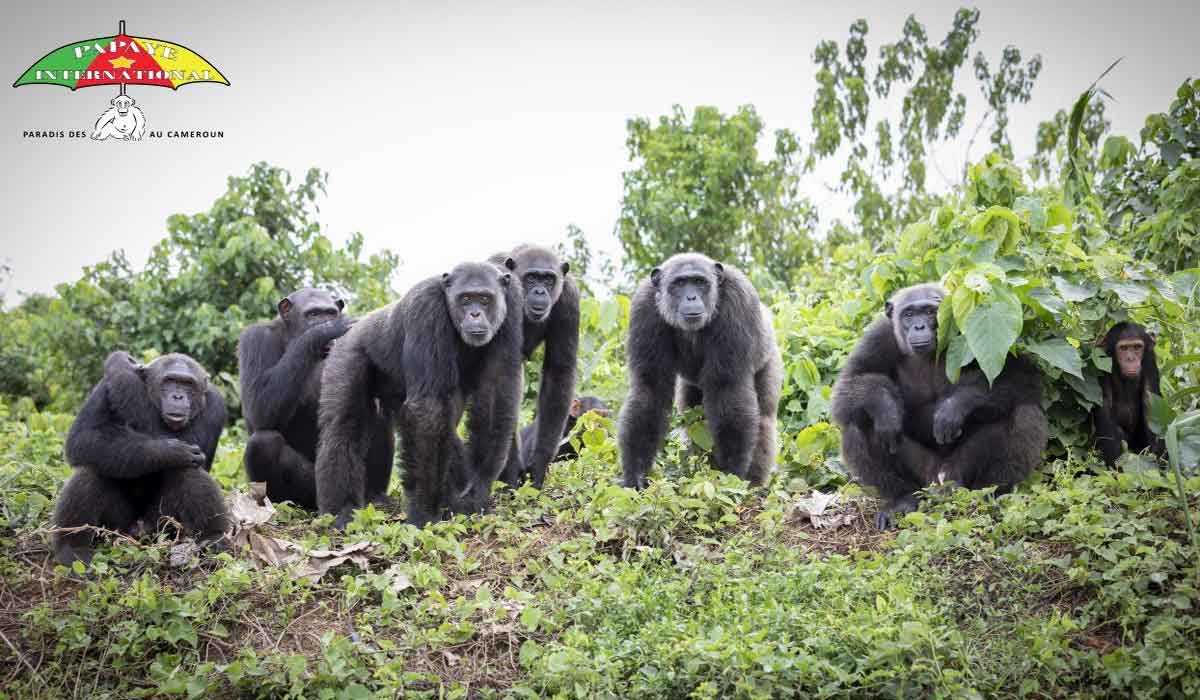 Sauver nos cousins chimpanzés c’est sauver l’humanité