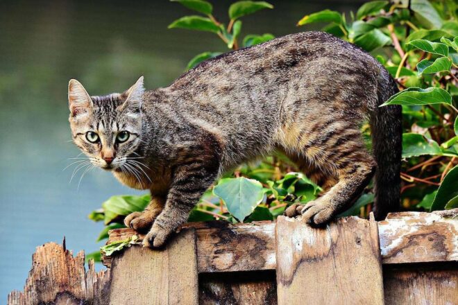 L’association Stéphane Florange