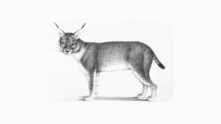 Au temps des loups cerviers