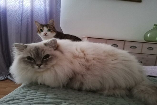 Le développement du Pet-Sitting dans l’Hexagone