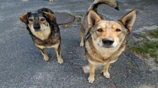 Tchernobyl : ceux qui veillent sur les chiens oubliés