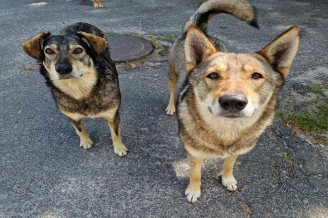 Tchernobyl : ceux qui veillent sur les chiens oubliés
