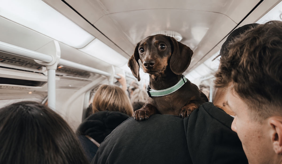AirAdvisor dévoile les compagnies les plus (et les moins) accueillantes pour voyager avec son animal en Europe AirAdvisor dévoile les compagnies les plus (et les moins) accueillantes pour voyager avec son animal en Europe