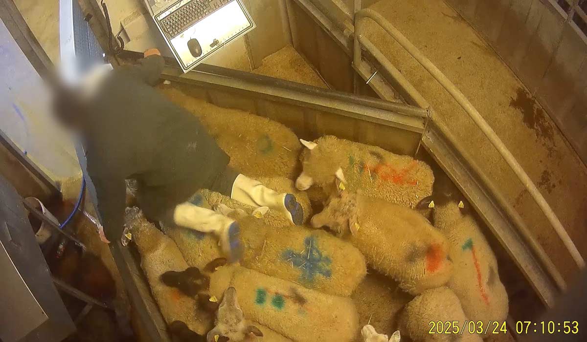 Abattoir de Meaux : l’insoutenable souffrance des animaux