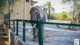 Après avoir vécue confinée, Baby est offerte à la Tunisie