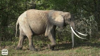 Après sa condamnation en récidive, la fuite en avant du dresseur d’éléphant: quel espoir pour Baby ?