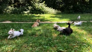 Je suis dog’s Walker