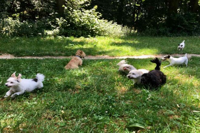 Je suis dog’s Walker