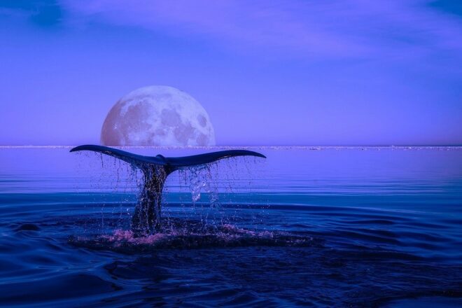 La Baleine gardienne entre «terre et ciel»