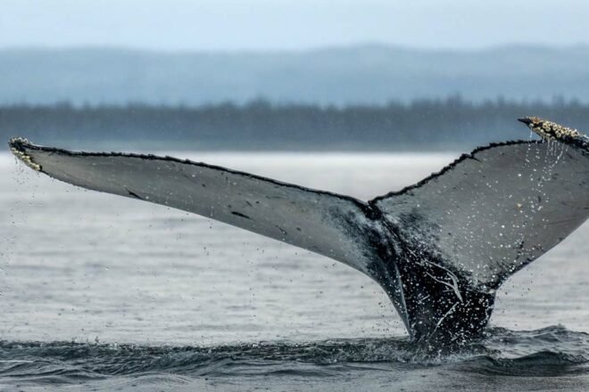 Photographie animale – éthique et respect