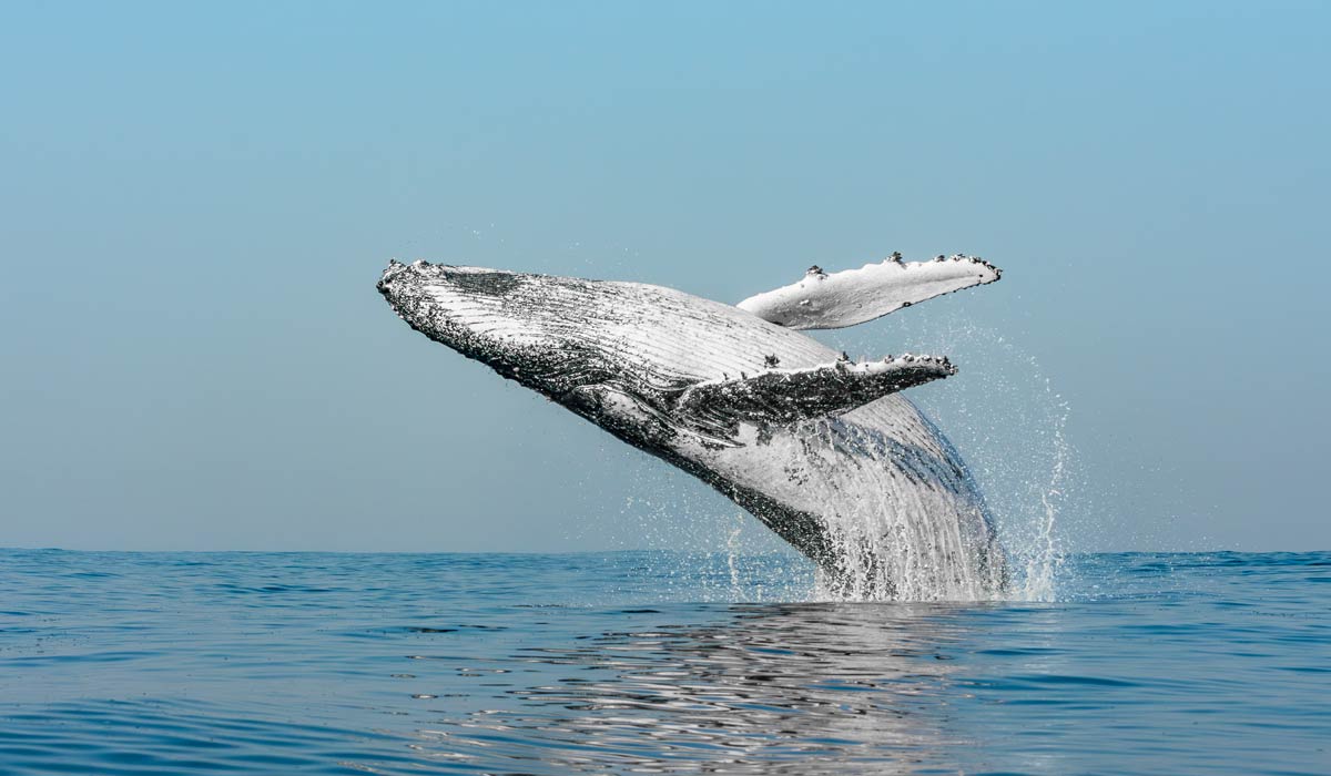 « Les Vitesses Bleues, une solution simple pour protéger l’océan » : une expo photo immersive et spectaculaire pour sensibiliser le grand public à la fragilité du monde marin « Les Vitesses Bleues, une solution simple pour protéger l’océan » : une expo photo immersive et spectaculaire pour sensibiliser le grand public à la fragilité du monde marin