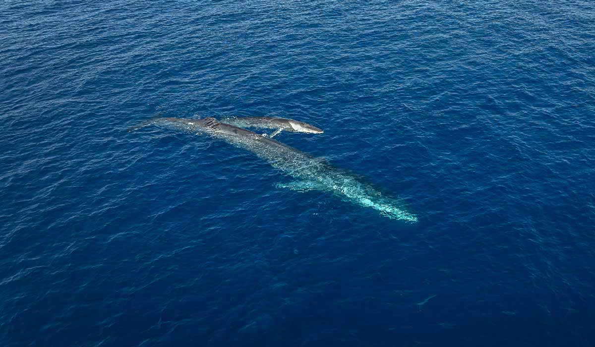 Un navire à grande vitesse entre en service dans le Sanctuaire Pelagos : les organisations environnementales et chercheurs alertent sur les risques pour les cétacés Un navire à grande vitesse entre en service dans le Sanctuaire Pelagos : les organisations environnementales et chercheurs alertent sur les risques pour les cétacés