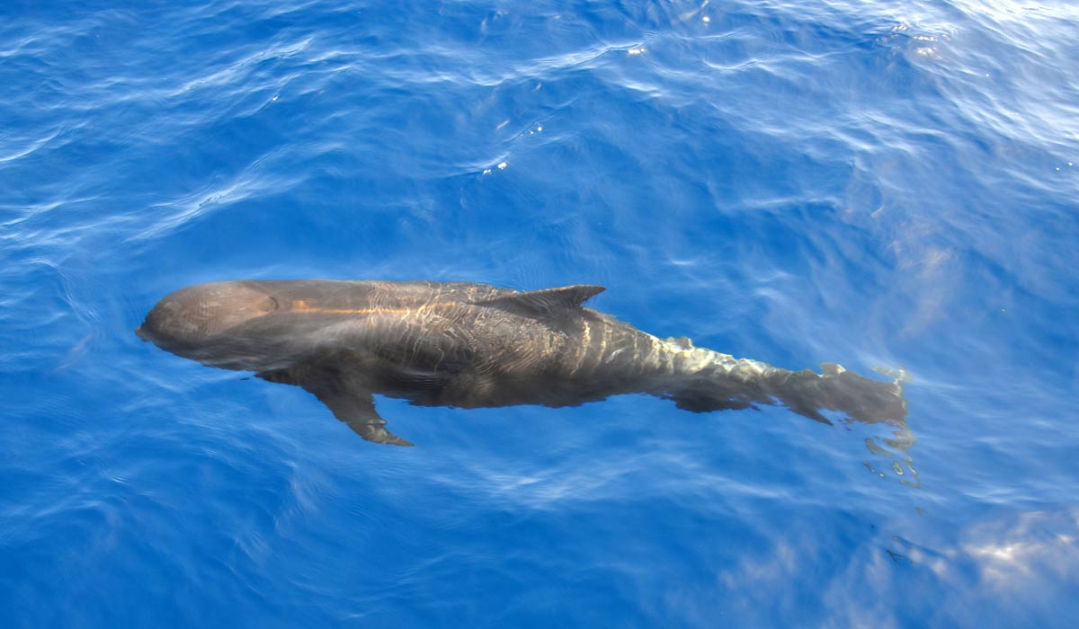 Chasse à la baleine en Islande Chasse à la baleine en Islande