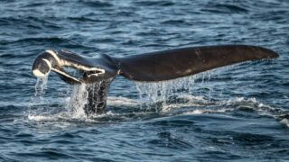 Journée mondiale de la baleine 19 février 2026