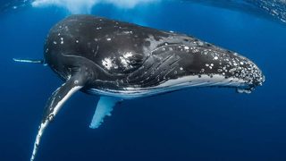 Des harpons aux collisions avec les navires : le sommet mondial sur les baleines face aux menaces qui pèsent sur les cétacés
