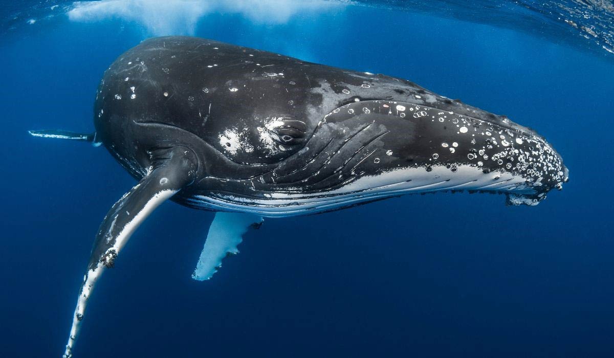 Des harpons aux collisions avec les navires : le sommet mondial sur les baleines face aux menaces qui pèsent sur les cétacés