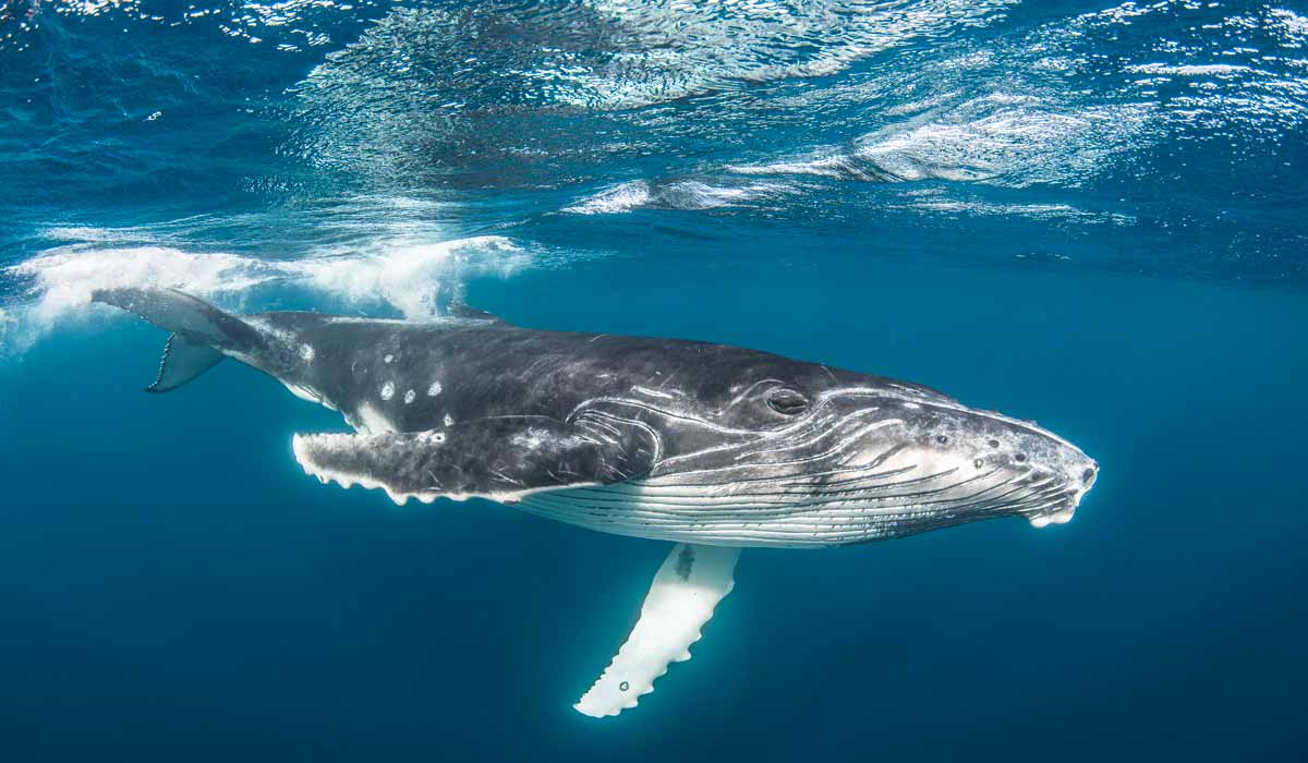 À la CBI, les pays favorables à la chasse à la baleine bloquent une nouvelle fois la création d’un sanctuaire dans l’Atlantique Sud