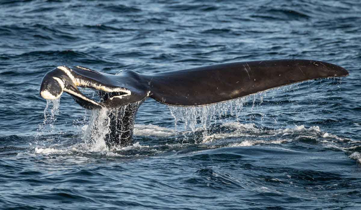 Journée mondiale de la baleine 19 février 2026 Journée mondiale de la baleine 19 février 2026