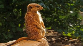 Des espèces sauvages torturées sur commande contre de l’argent : le Comité français de l’UICN et le Jane Goodall Institute France demandent une commission d’enquête sur les réseaux de diffusion de vidéos de tortures d’animaux sauvages
