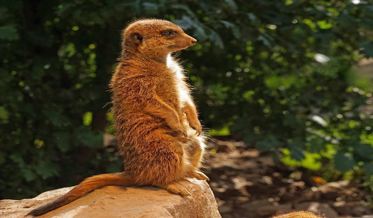 Des espèces sauvages torturées sur commande contre de l’argent : le Comité français de l’UICN et le Jane Goodall Institute France demandent une commission d’enquête sur les réseaux de diffusion de vidéos de tortures d’animaux sauvages