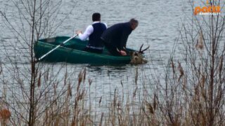 Pendant les vacances, on assiste en famille au massacre d’un cerf à Rambouillet