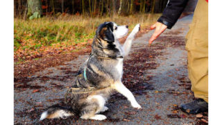 Comment trouver le professionnel canin qui vous convient ?