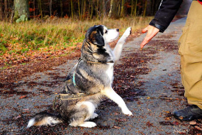 Comment trouver le professionnel canin qui vous convient ?