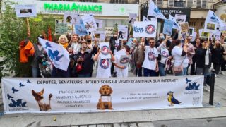 La vente d’animaux en ligne