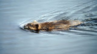 Le rat musqué, un rongeur mal-aimé